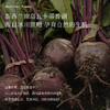 Blackwood甜菜根冻干粉 商品缩略图1