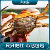 迎端午·正宗三门青蟹 商品缩略图4