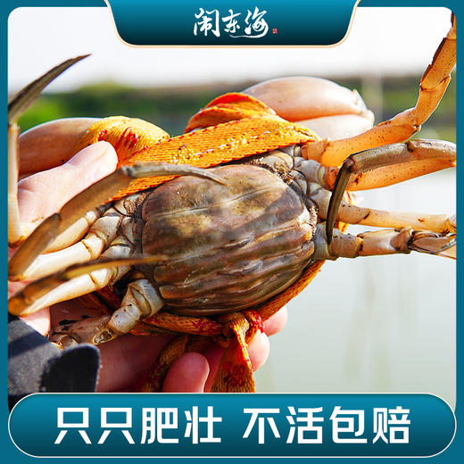 迎端午·正宗三门青蟹 商品图4