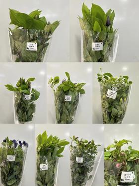 【方友推荐】没人告诉我铁线莲居然有这么多品种！