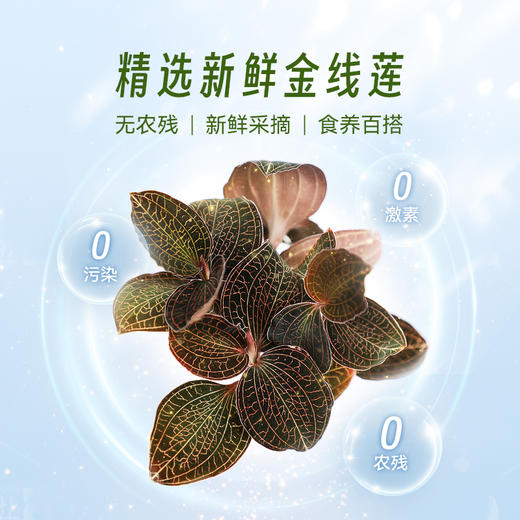 四维生态 金线莲鲜食/盆栽 商品图1