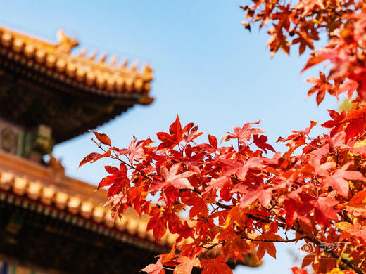 11.5确定出发【秋炫北京】紫禁城6天研学摄影<筑梦中国系列> 商品图5