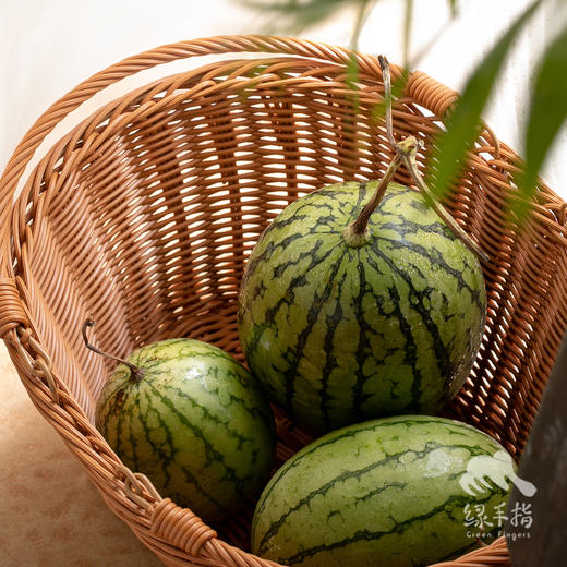有机西瓜   | 合作生产 *Organic Watermelon| Coproduction 商品图4