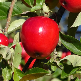 节日送礼优选新西兰红玫瑰苹果12头礼盒装3.8-4斤