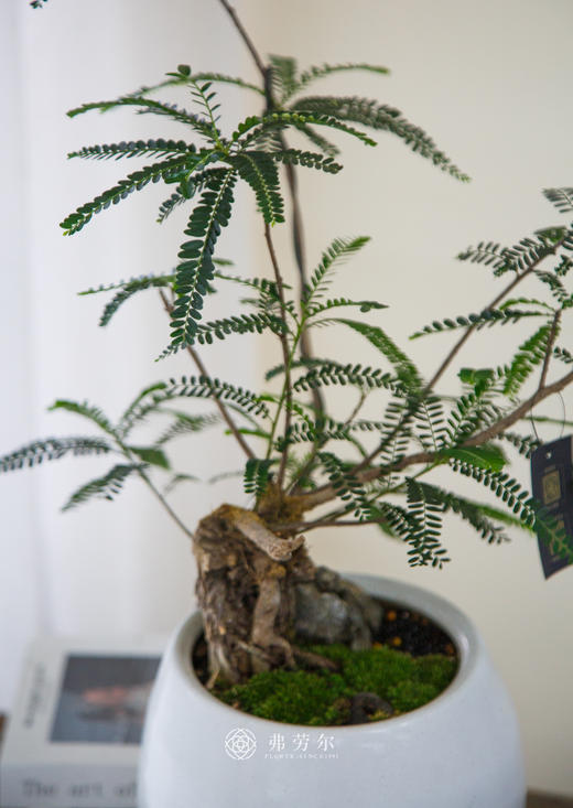 老桩叶下珠 商品图1