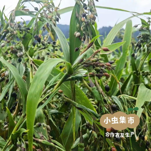 老品种黑壳生态薏米 500g/袋 | 合作农友生产，来自贵州黎平洋洞村，生产者：杨邦荣 ＆【公平贸易农人定价】 商品图5