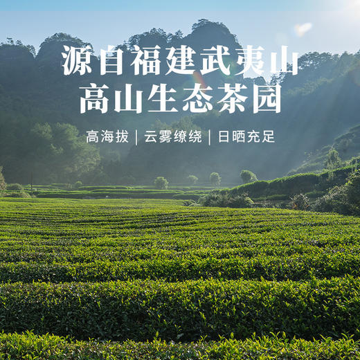 八马茶业 | 一路长红茶礼组合装(大红袍+金骏眉) 商品图4