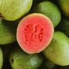 红心芭乐番石榴 8斤原箱 商品缩略图1