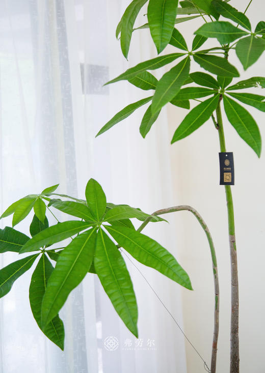 发财树 商品图2