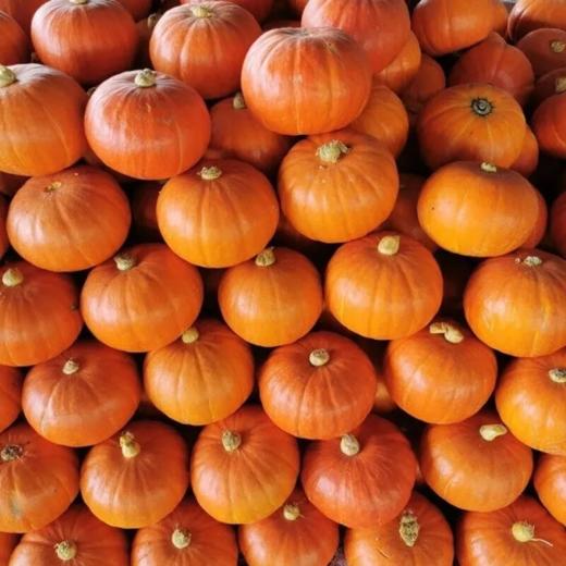 [最农公社]山东金贝贝南瓜/惠和贝贝南瓜带箱3斤5斤单果3两+ 商品图6