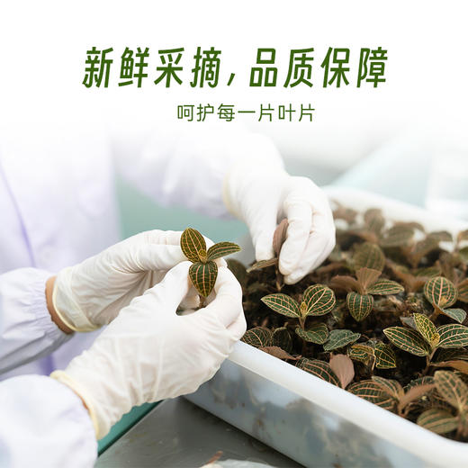 四维生态 金线莲鲜食/盆栽 商品图4