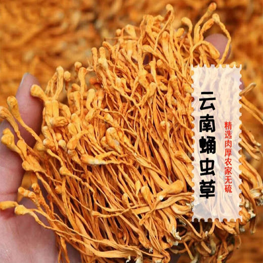 云南杨栈记臻选虫草花200g/袋 商品图1