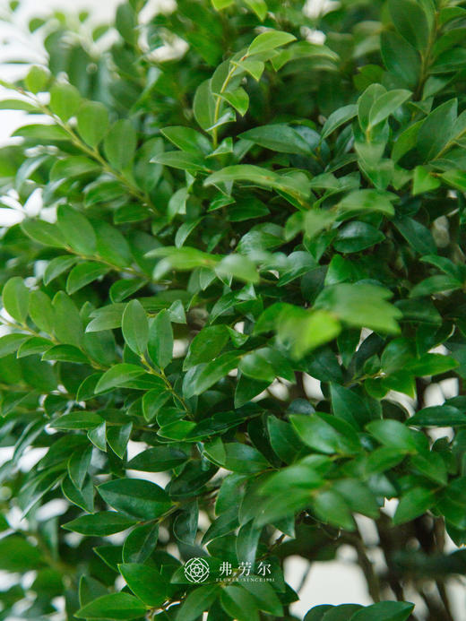 提根紫檀 商品图1