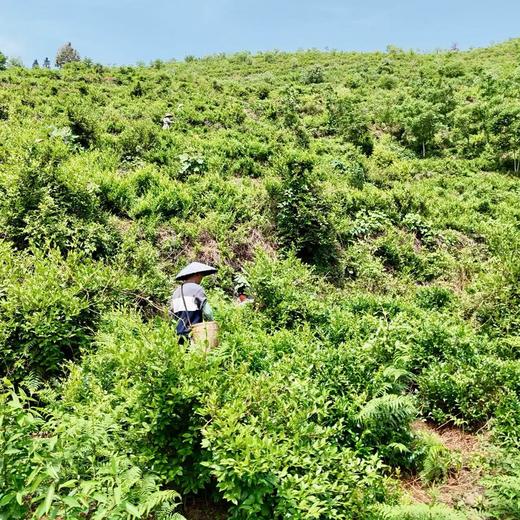 010张家界莓茶 特级芽尖  黄酮含量丰富 老少皆宜 欧盟品质 大众价格 商品图4