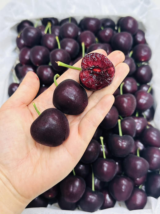 吉塞拉 大樱桃 商品图5