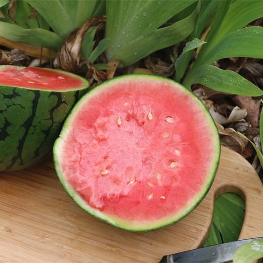 2K小西瓜4-5斤左右（1-2个） 商品图5