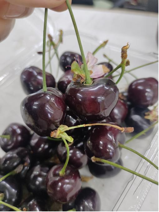 采摘园大樱桃2斤 商品图1