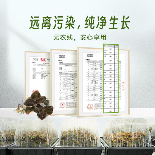 四维生态 金线莲鲜食/盆栽 商品图3