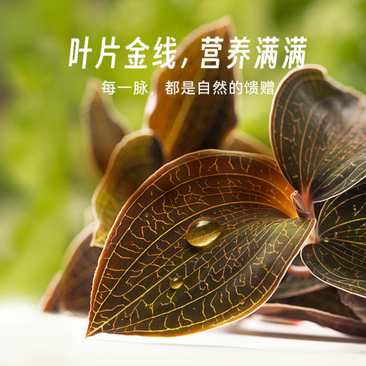 四维生态 金线莲鲜食/盆栽 商品图2