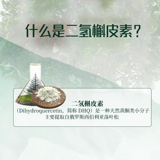 俄罗斯进口 瑞士认证 欧盟认证 二氢槲皮素13克 商品图1