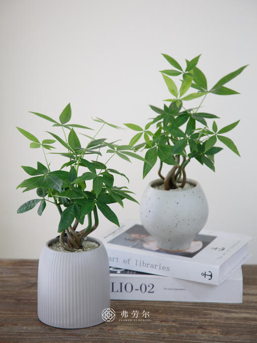 奇趣发财树 商品图0