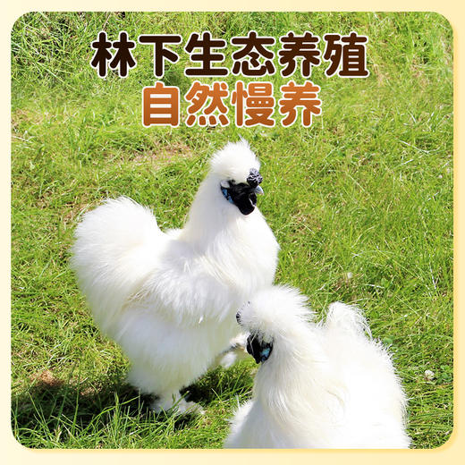 【好念头品牌】滋补乌骨鸡  生态养殖 自然慢养  原种乌鸡 1只装，约900g\只 商品图4