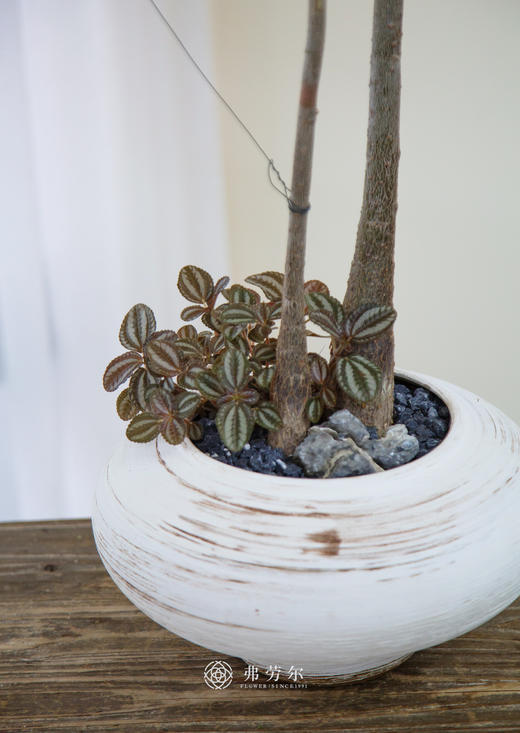 发财树 商品图1