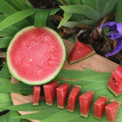 2K小西瓜4-5斤左右（1-2个） 商品图1