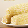 【风水梁沙漠甜糯玉米】产自库布齐沙漠东端，一株精选一穗，软糯香甜，皮薄化渣 商品缩略图1