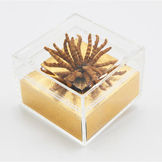 【华润堂】冬虫夏草 20g  2200条/公斤 商品图2