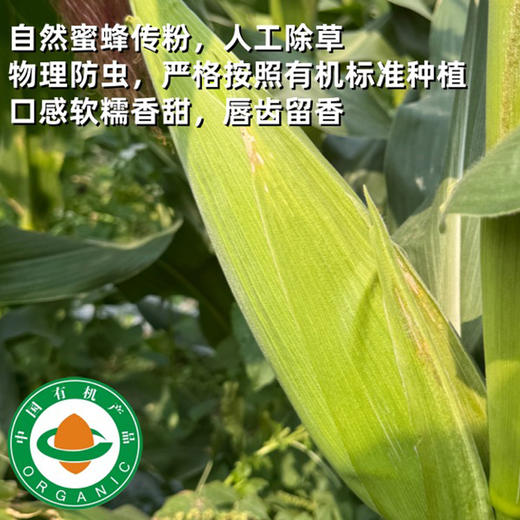 【4月15日前下单的赠送1斤 拍4.5斤到手5.5斤，拍10斤到手11斤 一件包邮】有机黄甜玉米 | 惠州六亩园 商品图0