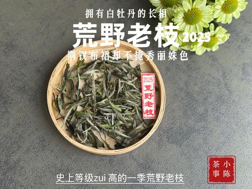 【新茶上市】2025荒野老枝，一款极其稀缺的特制荒野茶，披着白牡丹的外衣，茶汤清鲜，清灵，又香又蜜，让人欲罢不能！(一斤收藏装) 商品图3