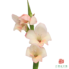 mini剑兰 哈利 5枝一扎 商品缩略图0