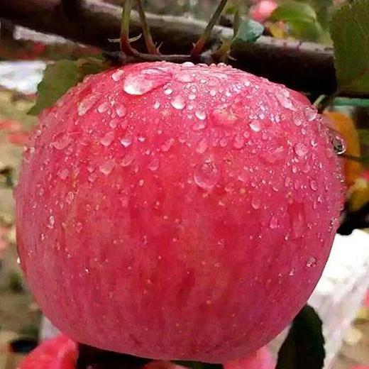 甜果源源 山东烟台红富士 商品图2