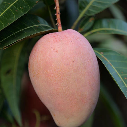 海南玉文芒，芒果中的爱马仕，皮薄肉厚，丝少，这里光照充足，昼夜温差大，全程采用生态种植技术，确保果实自然成熟，积累充足糖分与香气，形成独特风味。约五斤/袋 商品图2