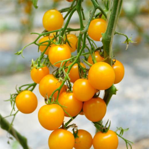 新鲜水果 时令新品 绿道青曲皇妃圣女果 500g 商品图3