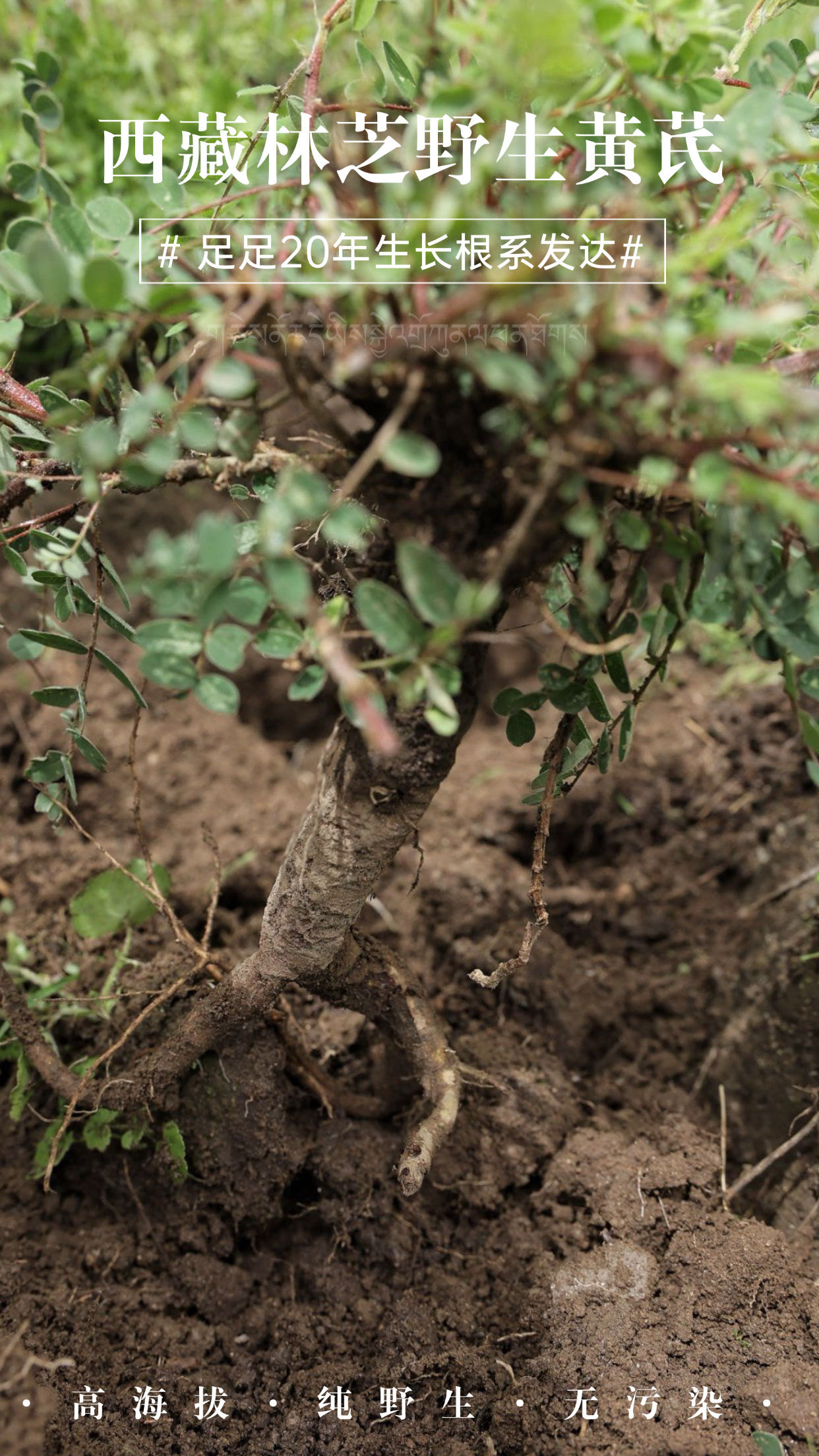 「拉姆的礼物」你好，西藏黄芪  来自林芝3000m的黄芪 txa