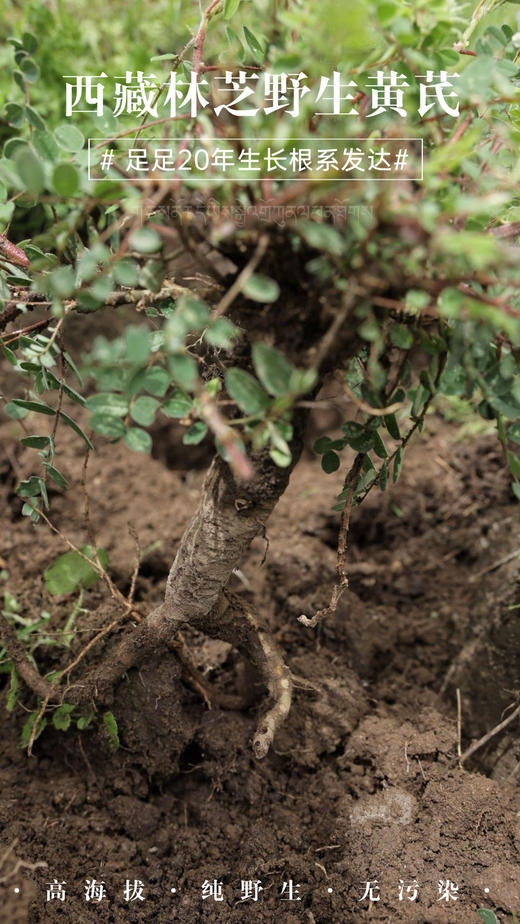 「拉姆的礼物」你好，西藏黄芪  来自林芝3000m的黄芪 txa 商品图0