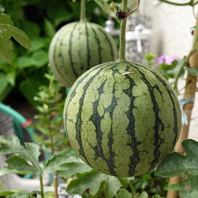 夏日必备新鲜西瓜2.5-3斤现摘现发江苏小糖丸