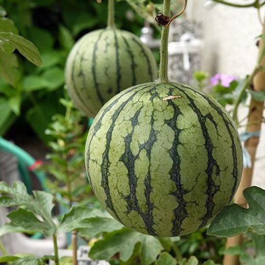 夏日必备新鲜西瓜2.5-3斤现摘现发江苏小糖丸 商品图0