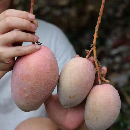海南玉文芒，芒果中的爱马仕，皮薄肉厚，丝少，这里光照充足，昼夜温差大，全程采用生态种植技术，确保果实自然成熟，积累充足糖分与香气，形成独特风味。约五斤/袋 商品图3