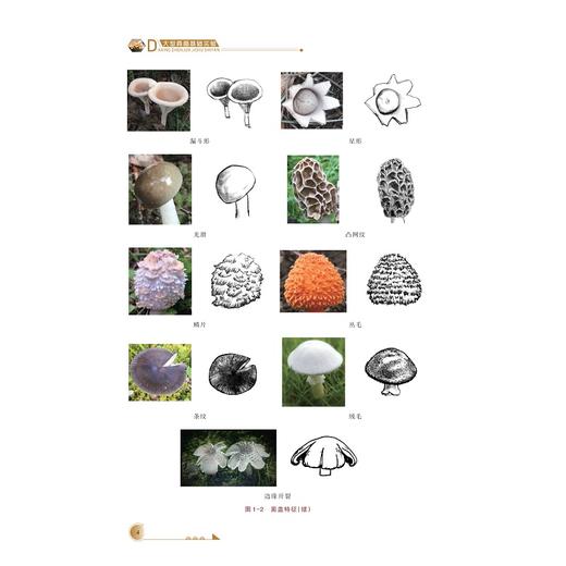 大型真菌基础实验/浙江省普通本科高校“十四五“重点教材/霍颖异/林文飞主编/浙江大学出版社 商品图4