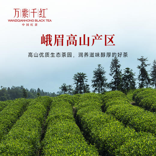 万紫千红特级茶叶峨眉高山红茶礼盒款罐装75g*2蜜香茶送礼送长辈 商品图2