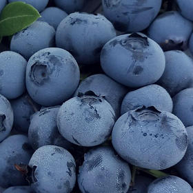 新鲜蓝莓0.7斤当季现摘水果酸甜可口