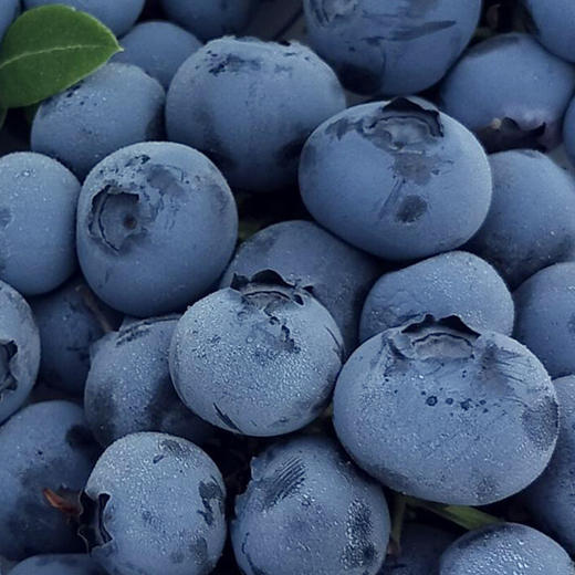 新鲜蓝莓0.7斤当季现摘水果酸甜可口 商品图0