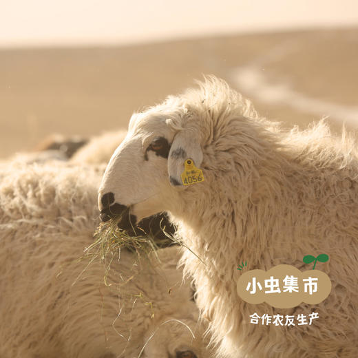 乌珠穆沁有机羊肉（部分规格有折扣） | 合作农友生产，产自内蒙古锡林郭勒盟东部乌珠穆沁草原，生产者：何梅 *【公平贸易农人定价】 商品图11