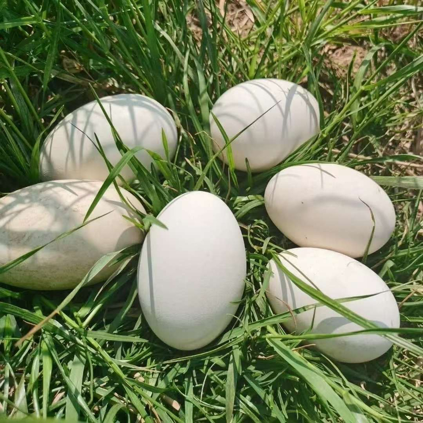 【深山泉土鹅蛋】谷物喂养❗营养又好吃😋☀️晒过日光浴的土鹅蛋🥚营养更加丰富哦❗️
农家散养，自由生长与山林间，吃的是五谷杂粮🌾营养价值很高！2斤以上，8个