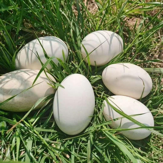 【深山泉土鹅蛋】谷物喂养❗营养又好吃😋☀️晒过日光浴的土鹅蛋🥚营养更加丰富哦❗️
农家散养，自由生长与山林间，吃的是五谷杂粮🌾营养价值很高！2斤以上，8个 商品图0