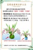 禅意 一花一世界 冬带花苞梦香水文心兰苔藓球花卉浓香型室内花期长可水培 商品缩略图8