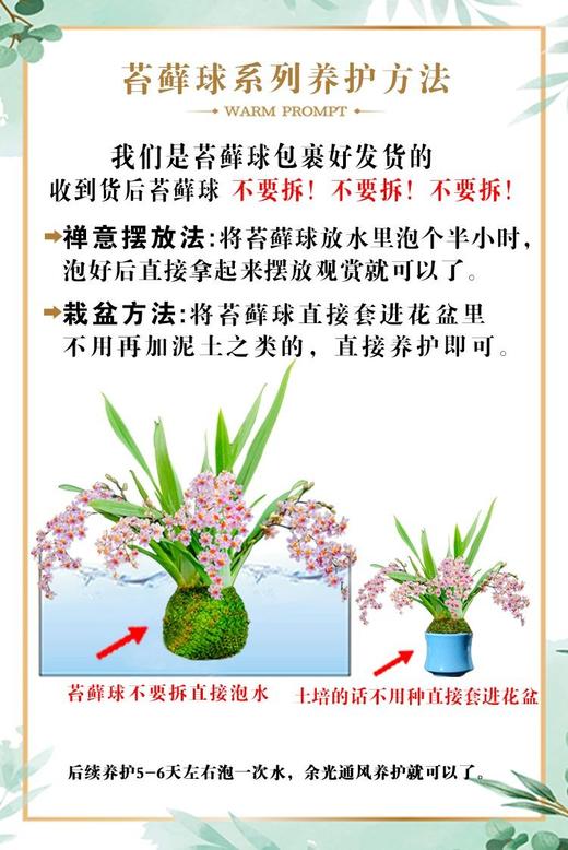 禅意 一花一世界 冬带花苞梦香水文心兰苔藓球花卉浓香型室内花期长可水培 商品图8